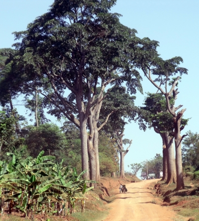 an iroko tree